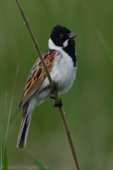 92 Rohrammer - Emberiza schoeniclus